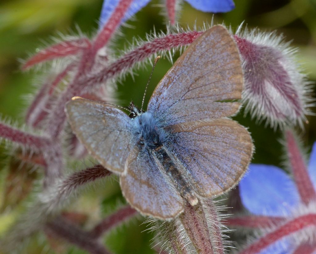 lepidottero da identificare: Cfr. Glaucopsyche alexis - Lycaenidae